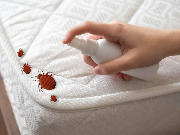 Best Ant Control Services  in Lamesa, TX