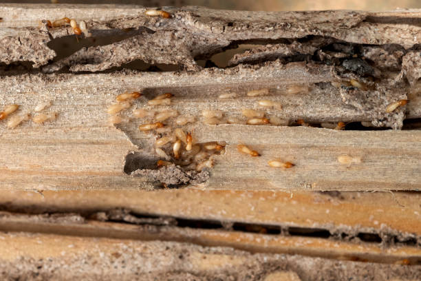 Best Wildlife Control Services  in Lamesa, TX